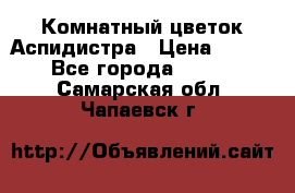 Комнатный цветок Аспидистра › Цена ­ 150 - Все города  »    . Самарская обл.,Чапаевск г.